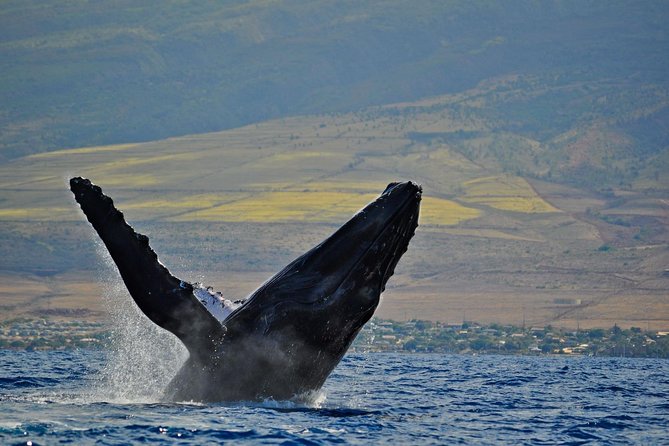 From Ma'alaea Harbor: Whale Watch Cruise Aboard the Malolo - When Maui’s humpbacks show up: your seasonal reality check