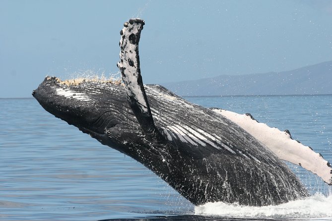 From Ma'alaea Harbor: Whale Watch Cruise Aboard the Malolo - Comfort and viewing on the Malolo catamaran