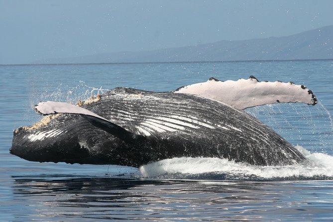From Ma'alaea Harbor: Whale Watch Cruise Aboard the Malolo - Price and value: is $49.95 a smart whale-watch deal?