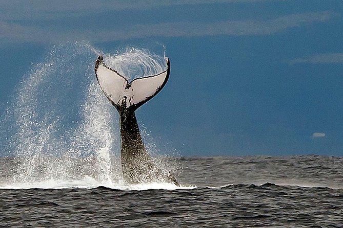 From Ma'alaea Harbor: Whale Watch Cruise Aboard the Malolo - Weather and sea state: what “most conditions” actually means for you