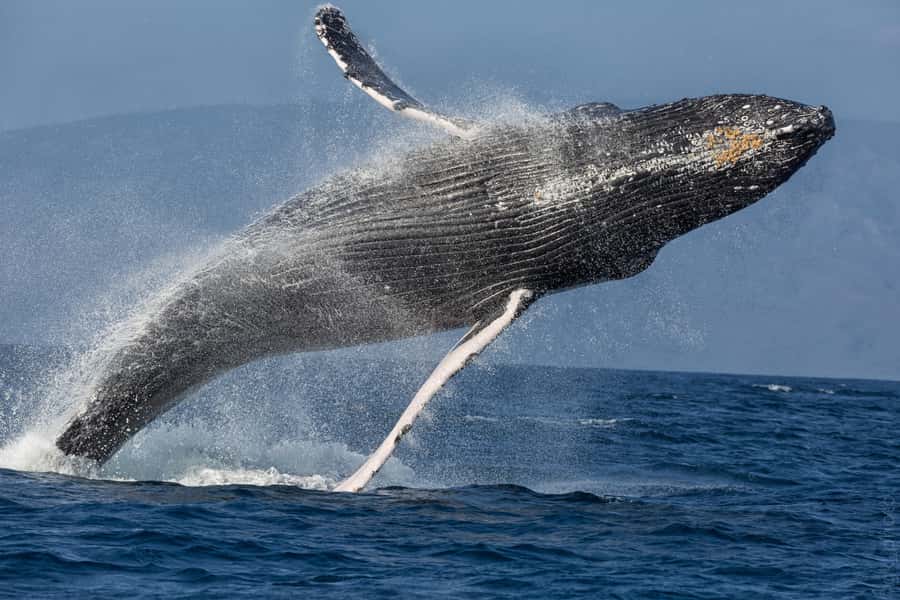 From Ma'alaea: Maui Sunset Cruise with Drinks and Snacks - Price and Value: Is $103 a Good Deal for a Sunset Catamaran?