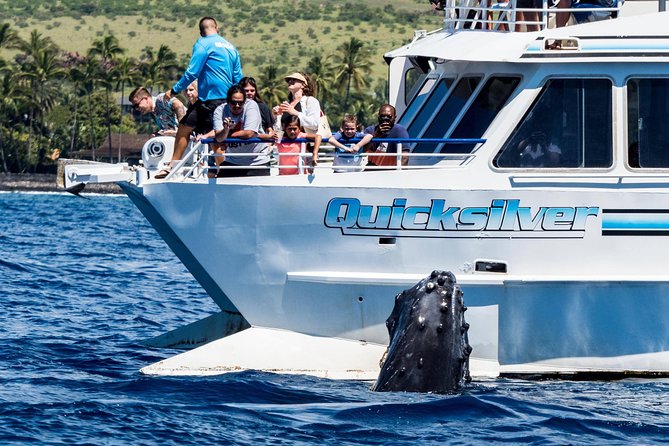 From Maalaea: Whale Watching Tour Aboard the Quicksilver - Why Ma’alaea Harbor Works for Whale Season