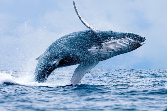 From Maalaea: Whale Watching Tour Aboard the Quicksilver - What the Two-Hour Whale Hunt Looks Like on the Water