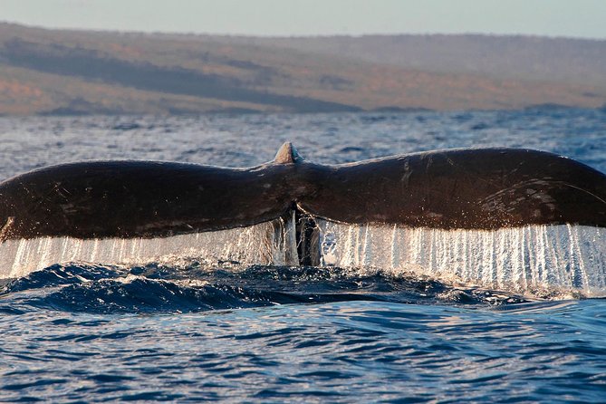 From Maalaea: Whale Watching Tour Aboard the Quicksilver - Underwater Hydrophones: Hear Whale Songs, Not Just See Them
