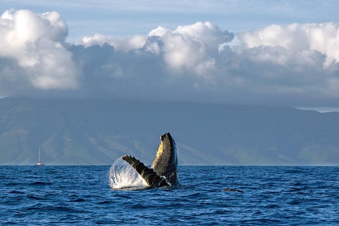 From Maalaea: Whale Watching Tour Aboard the Quicksilver - Crew Commentary and Names to Watch For