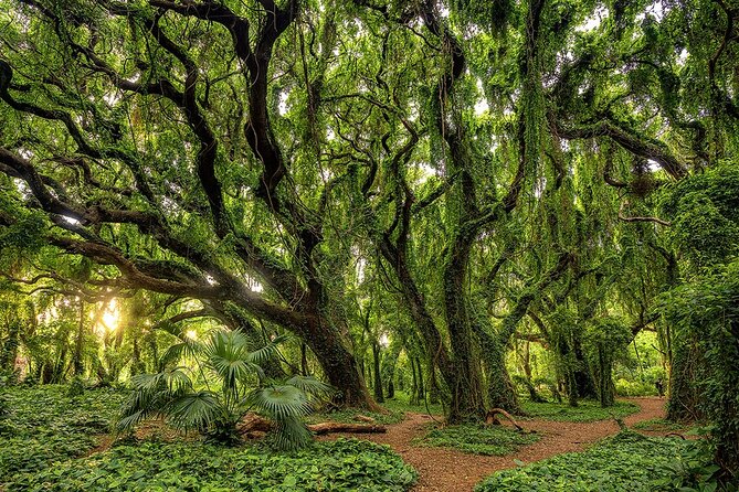 Fun! Open-Air Banyan Tree Forest & Blowhole Sight-Seeing MauiTour - Open-air comfort: wind, safety, and what to wear