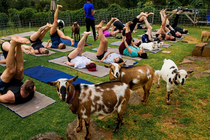 Goat Yoga with Miniature Goats In Maui - The People Part: Kai, Owners, and a Friendly Welcome