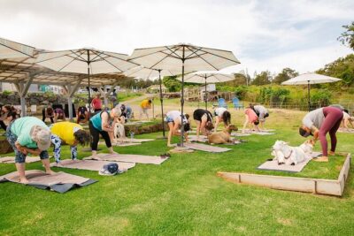 Goat Yoga with Miniature Goats In Maui - The 2-Hour Class: How the Goat Yoga Actually Works