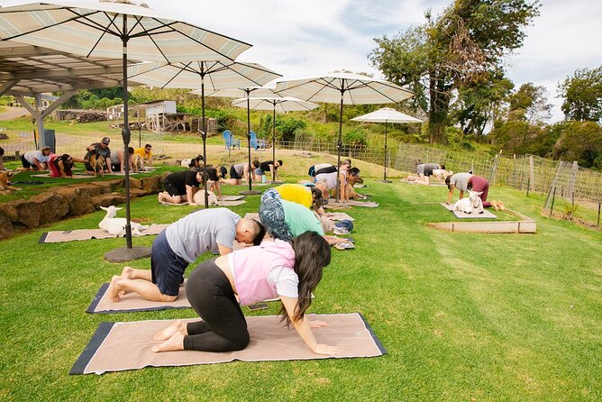 Goat Yoga with Miniature Goats In Maui - What’s Included (and What You’ll Want to Bring)