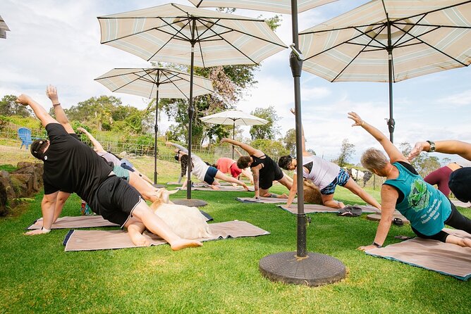 Goat Yoga with Miniature Goats In Maui - Why Animal-Assisted Therapy Feels Different Than Regular Yoga