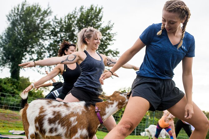 Goat Yoga with Miniature Goats In Maui - The View and the “Unexpected Friends” Factor