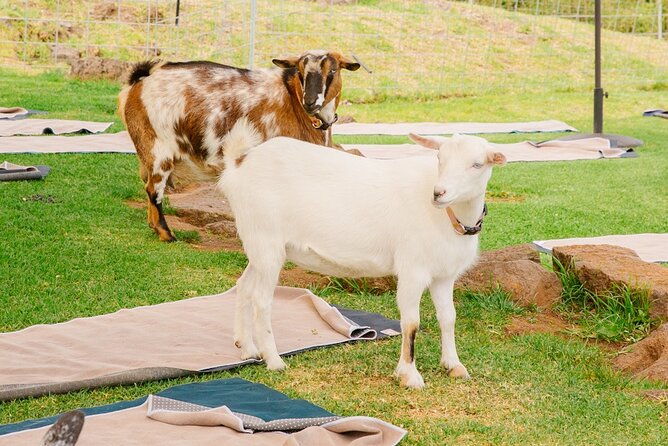 Goat Yoga with Miniature Goats In Maui - Price and Value: Is $59 Worth It?