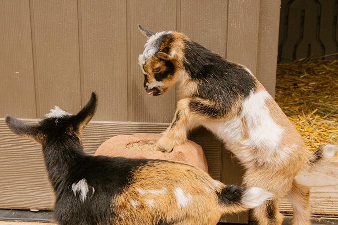 Goat Yoga with Miniature Goats In Maui - Logistics: Getting There and Knowing the Rhythm
