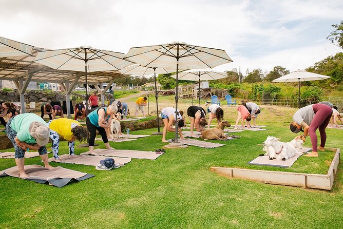 Goat Yoga with Miniature Goats In Maui - The 2-Hour Class: How the Goat Yoga Actually Works