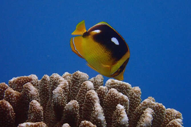 Guided Scuba Dive in Lahaina: Certified - Ka’anapali Beach Stop: The Sea Life You’ll Want to Look For