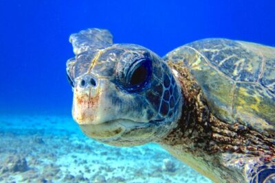 Guided Scuba Dive in Lahaina: Certified - The Scuba Review Part: What You’re Actually Getting Back
