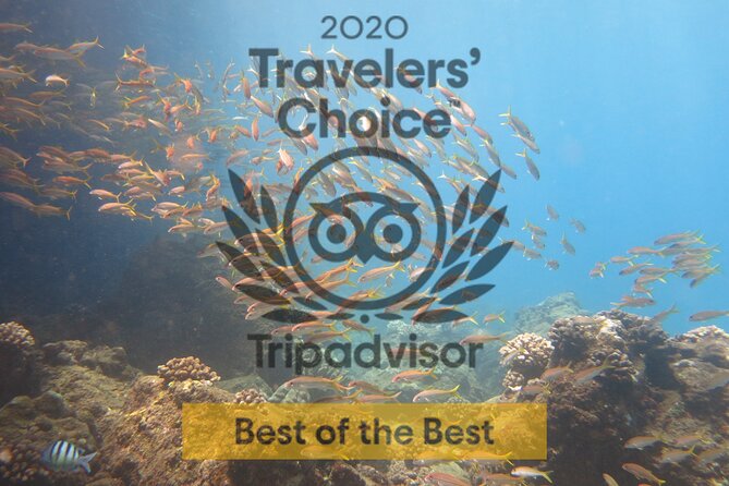Guided Scuba Dive in Lahaina: Certified - Equipment, Briefing, and the Safety Rhythm