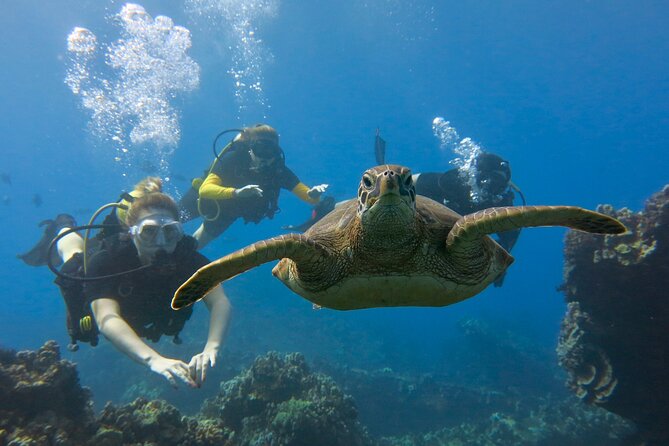 Guided Scuba Dive in Lahaina: Certified - Meeting at Kahekili Beach Park: Practical Logistics That Matter