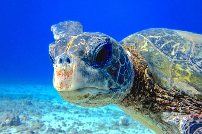 Guided Scuba Dive in Lahaina: Certified - The Scuba Review Part: What You’re Actually Getting Back