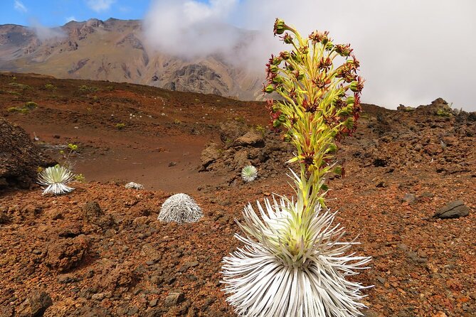 Haleakala Classic Vehicle Sunrise Tour with Breakfast - Should you book Haleakala Classic Vehicle Sunrise with Breakfast?