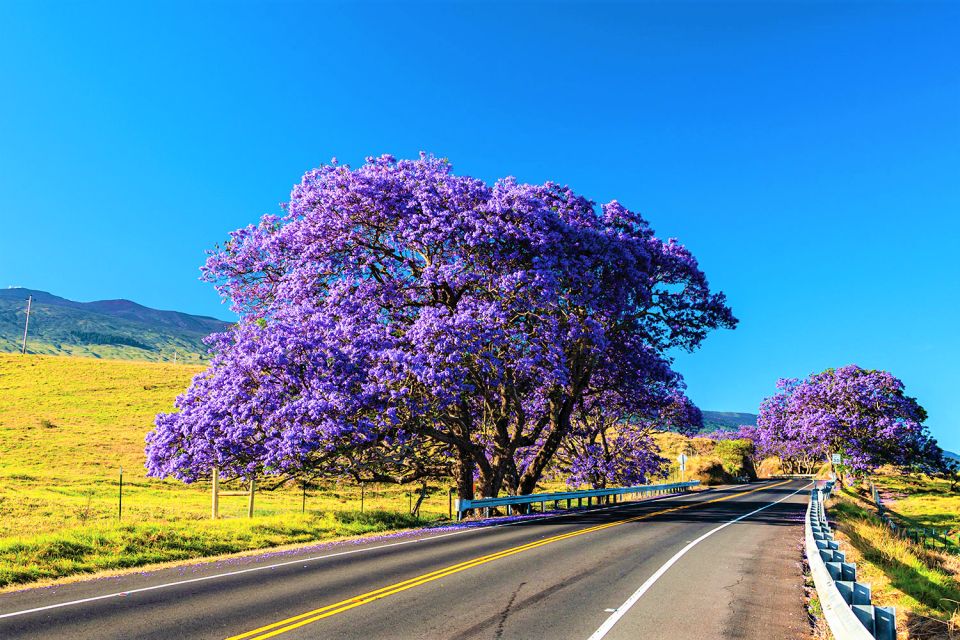 Haleakala Daytime Self-Guided Express Bike Tour w/ Bike Maui - Upcountry Maui feels different when you ride through it