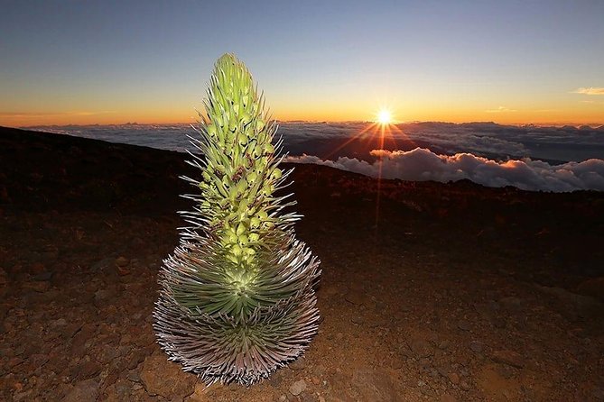 Haleakala Maui Sunset Twilight Tour with Dinner - Price and value: is $256.55 really “worth it”?