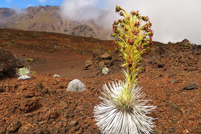 Haleakala Summit Best Self-Guided Bike Tour with Bike Maui - Self-Guided in Real Life: You Set the Pace, You Manage the Details