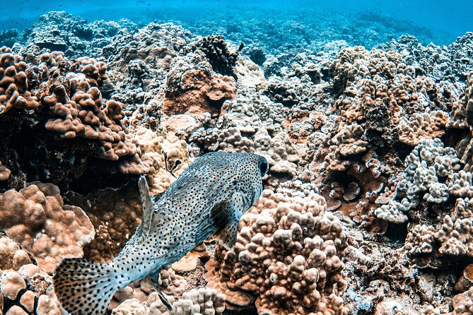 Half-Day Deluxe Molokini Snorkel Excursion in Maui - Turtle Town in summer, whale watch in winter: the ocean changes the plan