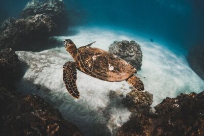 Half-Day Deluxe Molokini Snorkel Excursion in Maui - Molokini Crater snorkeling: you’re paying for the full system