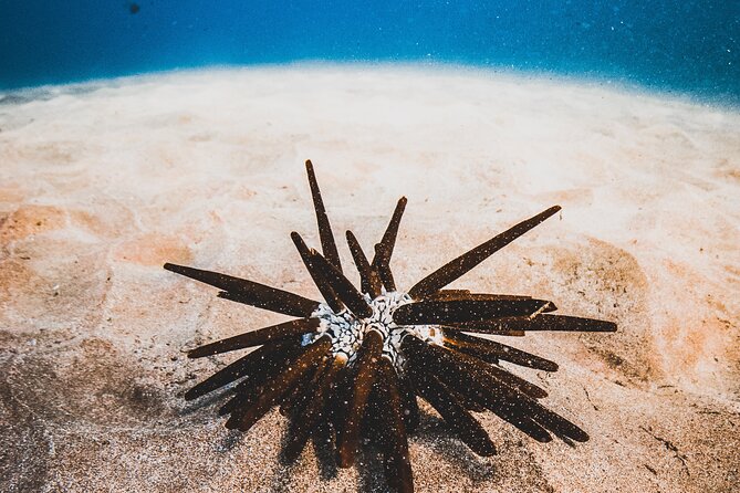 Half-Day Deluxe Molokini Snorkel Excursion in Maui - The breakfast, the lunch, and the spritz bar: why the price makes more sense