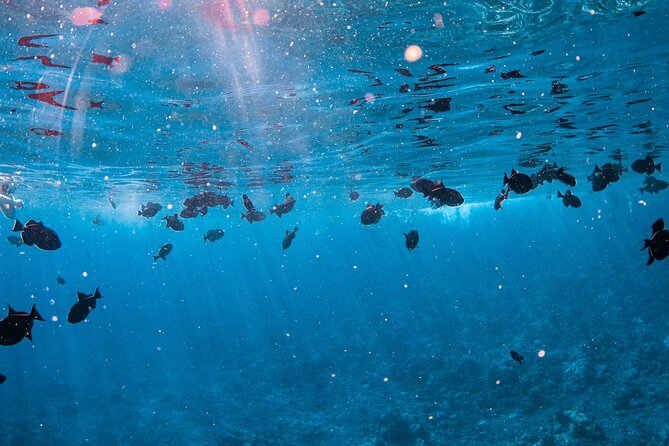 Half-Day Deluxe Molokini Snorkel Excursion in Maui - Comfort and care on the water: motion sickness isn’t ignored