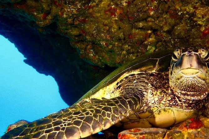 Half Day Snorkel to Lanai from Kaanapali Beach + Dolphin Search - Humpback whales in season (Dec 15 to May 15)