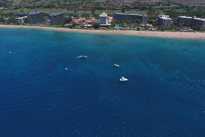Half Day Snorkel to Lanai from Kaanapali Beach + Dolphin Search - Sea life priorities: turtles, octopus, and reef fish (what “good” looks like)
