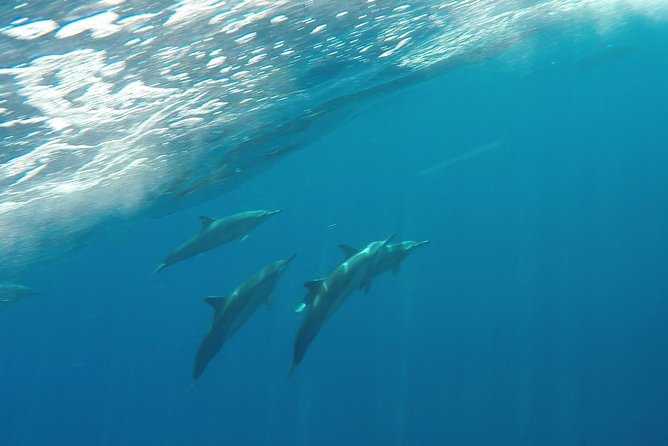 Half Day Snorkel to Lanai from Kaanapali Beach + Dolphin Search - What to bring (and what you can rent)
