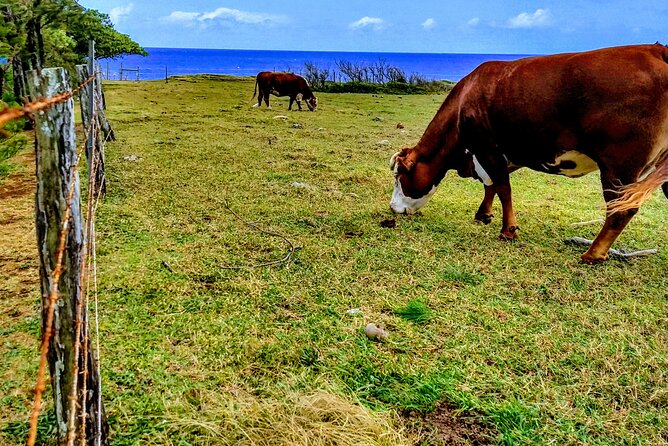 Halfway to Hana Tour of Maui Black Sand Beach Waterfalls Turtles - Route overview: a classic “Hana hits” sampler