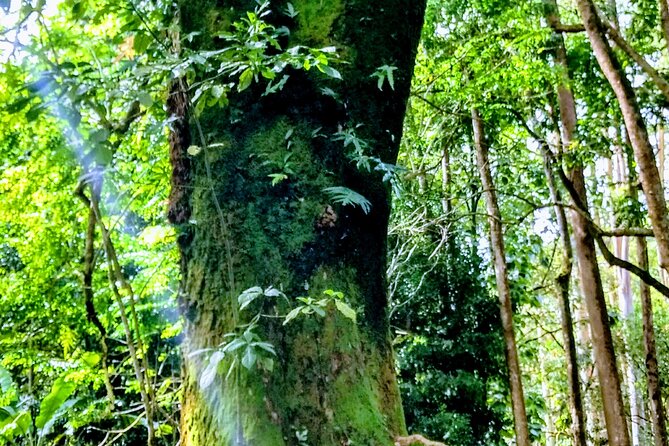 Halfway to Hana Tour of Maui Black Sand Beach Waterfalls Turtles - Stop 2: Keʻanae Arboretum subtropical rainforest trail photos