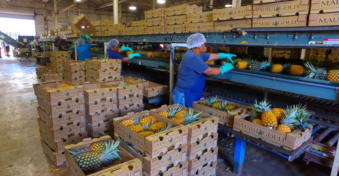 Hali'imaile: Pineapple Farm Tour - Value Check: Is $95 Fair for 1.5 Hours?