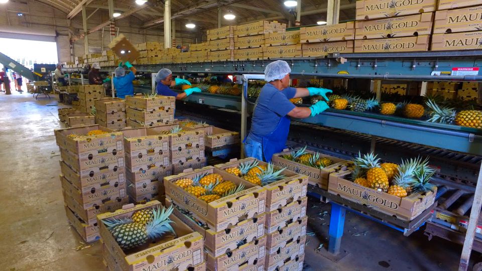 Hali'imaile: Pineapple Farm Tour - Walking the Grove and Learning the Pineapple Cycle