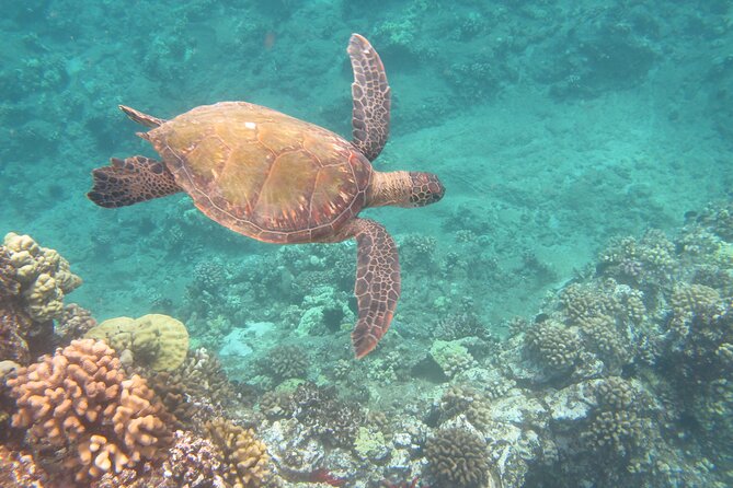 Hawaiian Canoe Sailing Experience in Maui - Who This 2-Hour Canoe Experience Fits Best