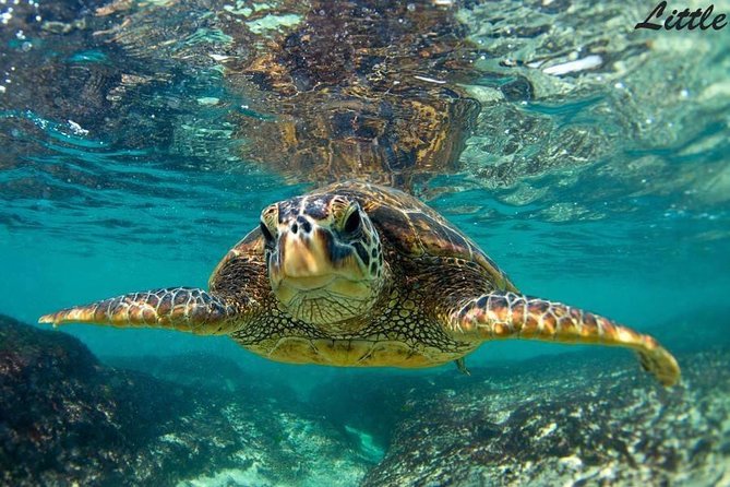 Hawaiian Outrigger Canoe Cultural and Turtle Tour - What you actually do during the tour