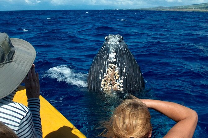 HIGH QUALITY Whale Watch Adventure Aboard Luxury Super Raft - Getting to the water: 101 Maalaea Rd and a 20-minute check-in
