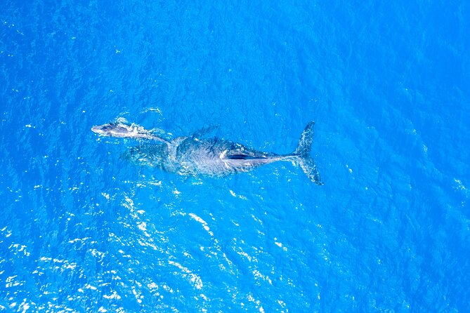 HIGH QUALITY Whale Watch Adventure Aboard Luxury Super Raft - The eye-level viewing that makes this tour feel different