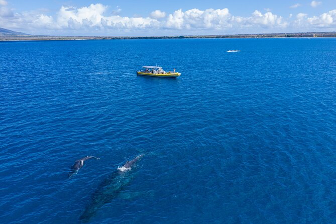HIGH QUALITY Whale Watch Adventure Aboard Luxury Super Raft - Drinks and basic comfort: simple, included, and actually useful