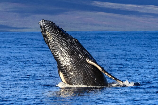 HIGH QUALITY Whale Watch Adventure Aboard Luxury Super Raft - Maalaea Harbor and Maui Ocean Center: why those stops help