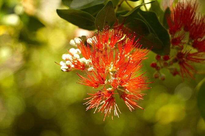 Hike Honolua Ridgeline - What You Learn: Native Plants, Invasives, and the Water Connection