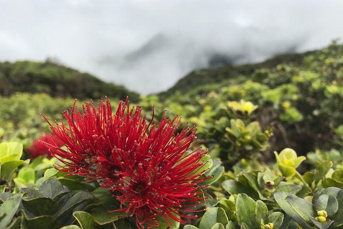 Hike Honolua Ridgeline - The Best Part After the Walk: Maui Gold Pineapple