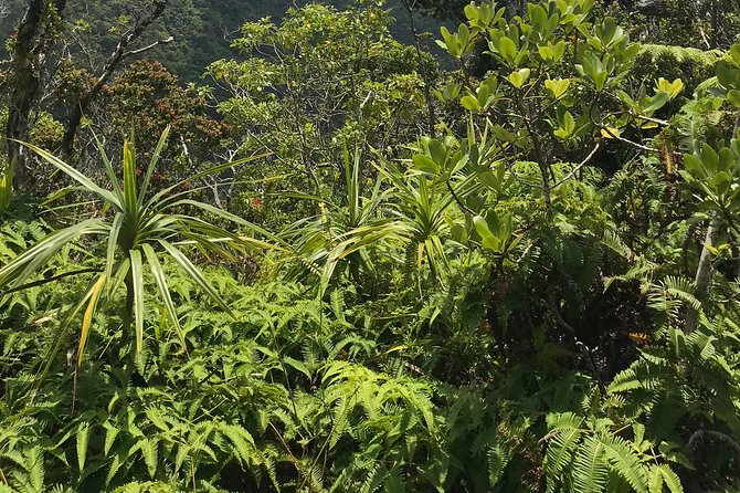 Hike Honolua Ridgeline - Group Size and Guide Quality: How It Changes Your Experience