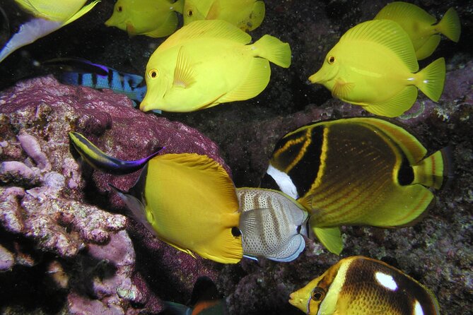 Intro/Refresher Dive Swim Ability Required - How the Session Likely Flows on Maui (What You’ll Do, Step by Step)