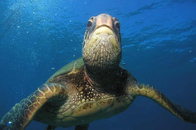 Intro/Refresher Dive Swim Ability Required - Your Underwater Time: Marine Life, Turtles, and Seeing It Naturally
