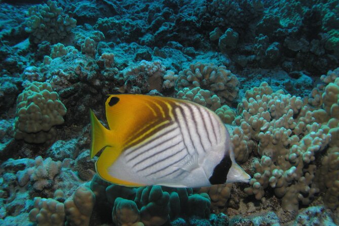 Intro/Refresher Dive Swim Ability Required - The Turtle-and-Shark Add-On: When It Makes Sense